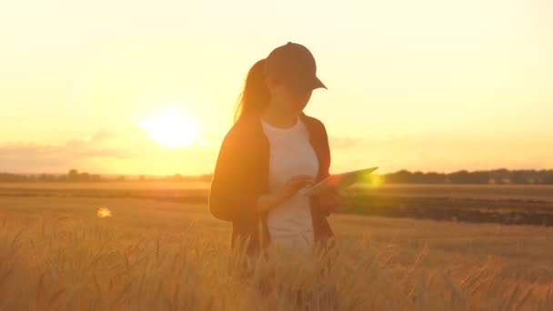 Agrónoma mujer agricultora, mujer de negocios mira en una tableta en un campo de trigo. Tecnólogos y aparatos modernos en la agricultura. Mujer de negocios trabajando en el campo. Agricultor en campo de trigo al atardecer. — Vídeos de Stock