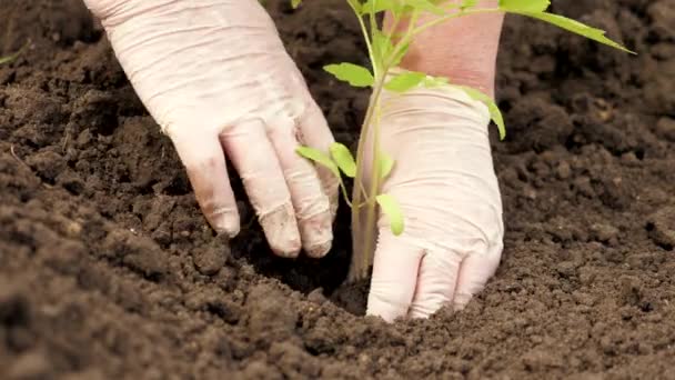 Un contadino pianta piantine verdi con le mani in terra. Un giardiniere con guanti piante piantine di pomodoro all'aperto. Eco concetto di agricoltura amichevole. Piantare piantine in primavera nella piantagione. — Video Stock