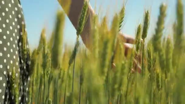 Woman farmer walks through wheat field at sunset, touching green ears of wheat with his hands - agriculture concept. A field of ripening wheat in the warm sun. Business woman inspects her field. — Stock Video