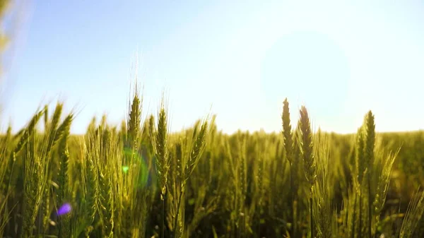 Um campo de amadurecimento de trigo verde contra um céu azul. Trigo amigo do ambiente. Espiguetas de trigo com grão agita o vento. A colheita de grãos amadurece no verão. Conceito de empresa agrícola. — Fotografia de Stock