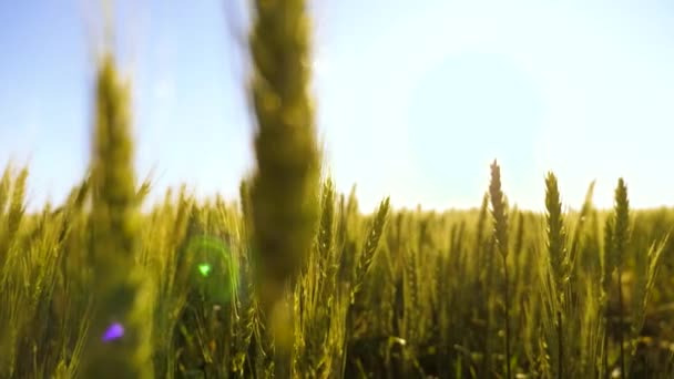 A zöld búza érlelődő mezeje a kék ég ellen. Környezetbarát búza. A gabonás búzacsíkok megrázzák a szelet. Nyáron érik a gabonaszüret. Mezőgazdasági üzleti koncepció. — Stock videók