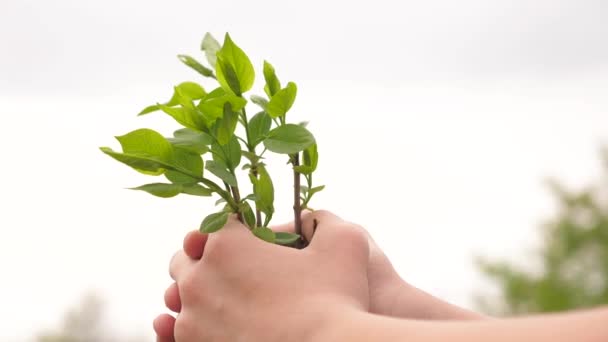 Health, environment care for mother earth. The girls hands are holding a tree sapling. Growth and agriculture new life concept. Plant and tree breeding. Saving life. Biological diversity of plants — Αρχείο Βίντεο