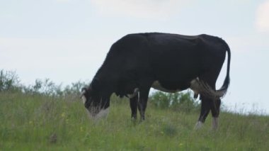 Çayırdaki bir inek ot çiğniyor. Sığır yetiştiriciliği. Çiftlik hayvanları ve mandıra işi konsepti. Sığır otlağı. Çiftçi ineği çayırda ot yiyor..