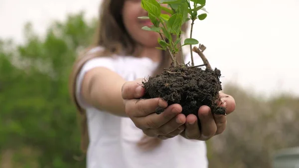 Kızların elleri bir ağaç fidanı tutuyor. Büyüme ve tarım yeni hayat konsepti. Toprak ana için sağlık, çevre bakımı. Bitki ve ağaç yetiştiriciliği. Hayat kurtarıyorum. Bitkilerin biyolojik çeşitliliği — Stok fotoğraf