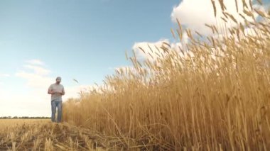 İş adamı tahıl hasadını analiz ediyor. Çiftçi buğday tarlasında tablet bilgisayarla çalışıyor. Tarım işi. Tarlada buğday hasadını inceleyen tabletli bir tarımcı. Tahıl hasadı. Ekolojik olarak