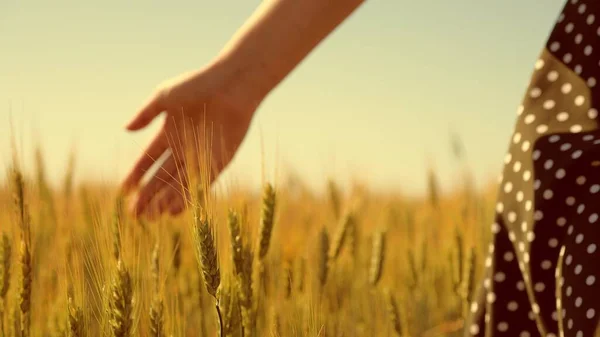 Kaygısız kadın buğday tarlasında doğanın tadını çıkarıyor ve olgunlaşmış sarı buğdayın kulaklarına eliyle dokunuyor. Kız seyahat ediyor. Tarlada bir kadın çiftçi olgunlaşan mahsulü kontrol eder..