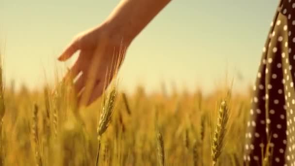 Carefree woman enjoys nature in a wheat field and touches ears of ripe yellow wheat with her hand. The girl travels. A woman farmer in the field checks the ripening crop. — Stock Video