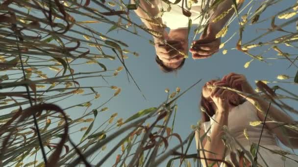 Un agricoltore e un uomo d'affari stanno lavorando su un campo di grano verde maturazione su uno sfondo cielo blu. Affari agricoli. Contadine e contadine. Raccolta e profitto. Lavoro di squadra degli uomini d'affari — Video Stock