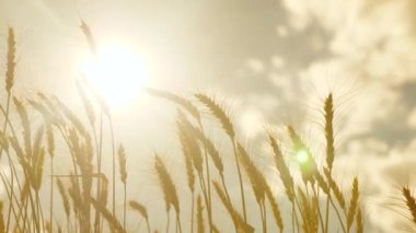 Tahıllı buğday başakları rüzgarı sallar. Mısır gevreği hasadı yazın olgunlaşır. Buğday kulakları güneşte gökyüzüne karşı. Tahıl tarlası. Hasat zamanı. Tarım işi. Çevre dostu buğday