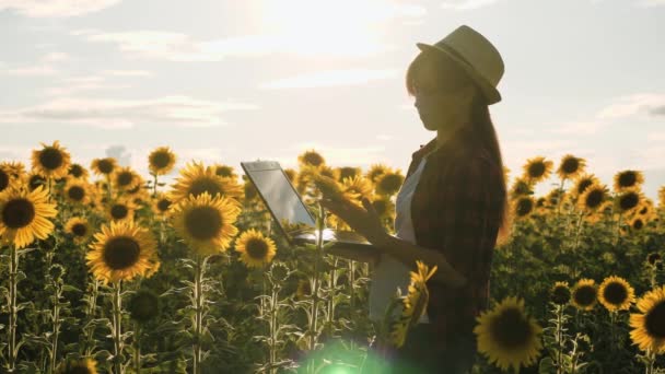 Agronomin in einem Sonnenblumenfeld mit Laptop arbeitet. Geschäftsfrau Mit einem Computer in der Hand kommuniziert sie über soziale Netzwerke mit Kunden. Geschäftskonzept. Ölsaaten — Stockvideo
