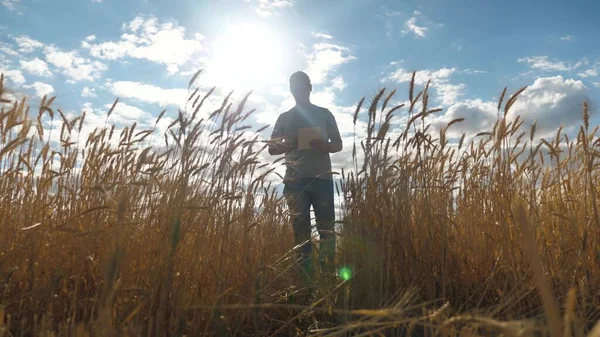 Tarlada buğday hasadını inceleyen tabletli bir tarımcı. Çiftçi buğday tarlasında tablet bilgisayarla çalışıyor. Zirai işler. İş adamı tahıl hasadını analiz ediyor. Tahıl hasadı. Ekolojik olarak — Stok fotoğraf