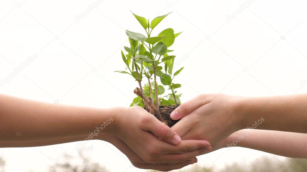 A tree sapling in the hands of children. Growth and agriculture new life concept. Children sap a seedling. Selection and plant growing. Children have grown sprouts. Health, care for the environment