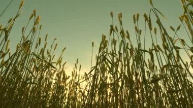 Buğday tarlasında gün doğumu. Çevre dostu buğday. Mavi gökyüzüne karşı olgun buğday sağlık alanı. Buğday dalları ve buğday tozu rüzgarı. Mısır gevreği hasadı yazın olgunlaşır. tarımsal iş
