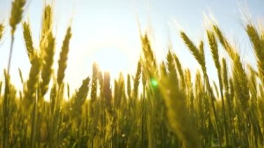 Çevre dostu buğday. Mavi gökyüzüne karşı olgunlaşan buğday tarlası. Tahıllı buğday başakları rüzgarı sallar. Tahıl hasadı yazın olgunlaşır. Tarım sektörü kavramı.