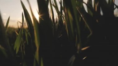 Baharda çavdar tohumu. Kamera hareket halinde, yeşil buğday filizleri boyunca, güneş altında. Yakın plan. Tarlada buğday yetiştirmek, mısır gevreği yetiştirmek. Çevre dostu buğday yetiştirme.