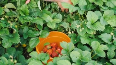 Bahçıvan taze çilek topluyor. Bahçıvanlar yazın bahçede bir kova kırmızı çilek toplar ve istiflerler. Çiftlikteki çiftçi lezzetli olgun meyveler topluyor..