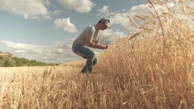 Çiftçi buğday tarlasında tablet bilgisayarla çalışıyor. Tarlada buğday hasadını inceleyen tabletli bir tarımcı. Tarım işi. İş adamı tahıl hasadını analiz ediyor. Ekolojik olarak tahıl hasadı