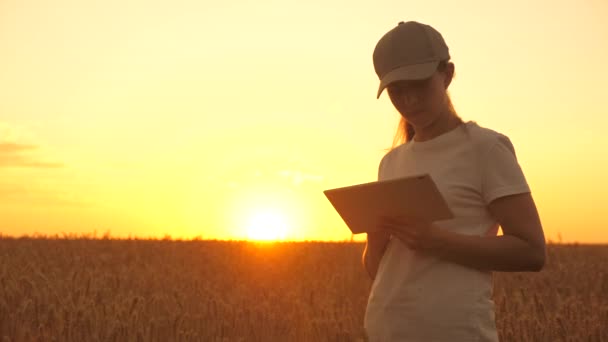 Zakenvrouw werkzaam in een tarweveld met een tablet bij zonsondergang. Landbouwkundige vrouwelijke boer, zakenvrouw kijkt in een tablet in een tarweveld. Moderne technologen en gadgets in de landbouw. — Stockvideo