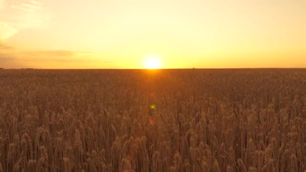 Le spighette di grano con grano scuotono il vento. Grano ecologico. Maturare il campo di grano alla sera al tramonto. La raccolta dei cereali matura in estate. concetto di impresa agricola. Alba sul campo — Video Stock
