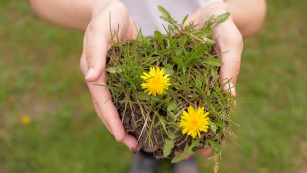 Las manos de los niños sostienen el suelo con hierba verde y flores. Protección del medio ambiente. Salvar la vida en el planeta tierra. Los niños felices están plantando flores. Concepto de una familia feliz y niños sanos. — Vídeo de stock