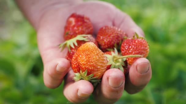 Tuiniers hand houdt in zijn handpalmen een handvol rode aardbeien in de zomer in de tuin. Tuinman verzamelt verse aardbeien. Een close-up. Boer verzamelt heerlijke rijpe bessen. Vitamine Dieet — Stockvideo