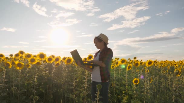 Mujer de negocios con una computadora en sus manos en una plantación de girasol. Análisis de cultivos. Campesina trabajando en el campo. Agrónomo en un campo de girasoles con un ordenador portátil trabaja en el sol. — Vídeos de Stock