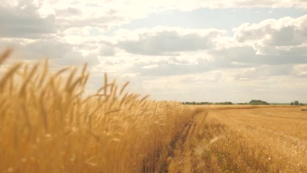 Espiguillas de trigo con grano sacude el viento. Trigo ecológico. Campo de trigo maduro contra el cielo azul. La cosecha de granos madura en verano. Concepto de empresa agrícola. — Vídeos de Stock