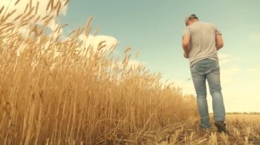 Tarlada buğday hasadını inceleyen tabletli bir tarımcı. Tahıl hasadı. Çiftçi buğday tarlasında tablet bilgisayarla çalışıyor. Tarım işi. İş adamı tahıl hasadını analiz ediyor. Ekolojik olarak