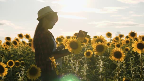 Una contadina che lavora sul campo. agronomo in un campo di girasoli con un computer portatile lavora al sole. donna d'affari con un computer in mano in una piantagione di girasole. analisi delle colture. — Video Stock