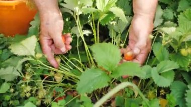 Bahçıvan taze çilek topluyor. Bahçıvanlar yazın bahçede bir kova kırmızı çilek toplar ve istiflerler. Çiftlikteki çiftçi lezzetli olgun meyveler topluyor..
