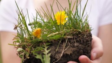 Çocuk elleri yeşil çimenler ve çiçeklerle toprağı tutar. Çevresel koruma. Dünya gezegeninde hayat kurtarıyorum. Mutlu çocuklar çiçek ekiyor. Mutlu bir aile ve sağlıklı çocuklar kavramı.