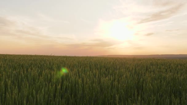 Un campo de trigo verde que madura contra un cielo azul. Espiguillas de trigo con grano sacude el viento. cosecha de grano madura en verano. Concepto de negocio agrícola. trigo respetuoso del medio ambiente — Vídeo de stock