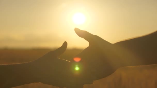 Forretningsfolk ryster hænder ved solnedgang udendørs. Landmand og forretningsmand giver hånd i solen på hvedemarken, lave en aftale. Jeg er enig. To bønder, mand og kvinde, arbejder på hvedemarken. Landbrugsvirksomhed – Stock-video