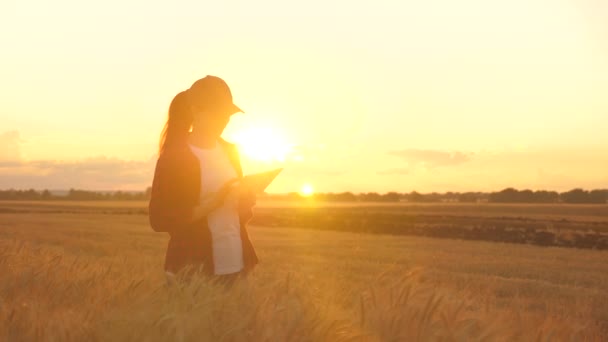 Une agricultrice travaillant dans un champ de blé au coucher du soleil. Agronomiste, agricultrice, femme d'affaires regarde dans la tablette dans le champ de blé. Technologues et gadgets modernes en agriculture. Femme d'affaires travaillant dans le domaine. — Video
