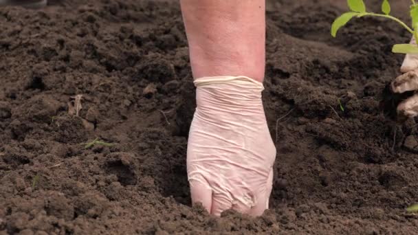 Um agricultor planta mudas verdes com as mãos no chão. Um jardineiro com luvas planta mudas de tomate ao ar livre. Conceito de agricultura ecológica. Plantando mudas na primavera na plantação. — Vídeo de Stock