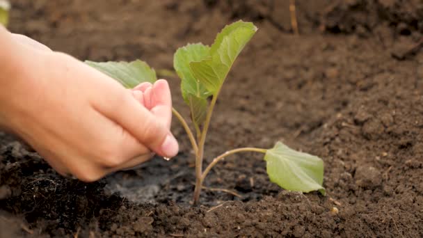 Hands of gardener, a farmer pour water on a small sprout of cabbage on fertile soil. Conservation of natural resources. Planting, nature protection, sustainability. oncept of protecting life on earth — Stock Video