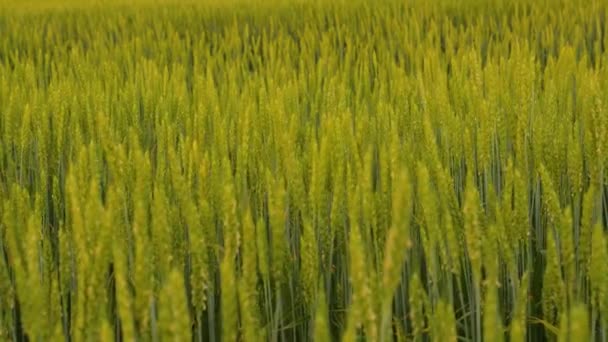 A field of ripening green wheat, spikelets of wheat with grain shakes in the wind. The grain harvest ripens in the summer. Agricultural business concept. Environmentally friendly wheat. Grain harvest — Stok video