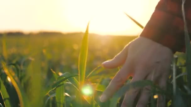 Woman farmer walks through a wheat field at sunset, touching green ears of wheat with his hands. Agriculture concept. A field of ripening wheat in warm sun. Young business woman inspects her field. — Stock video