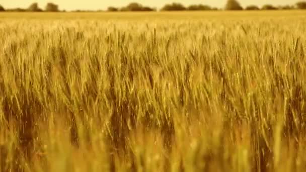 La maduración del campo del trigo amarillo, las espiguillas del trigo con el grano sacude el viento, el trigo respetuoso con el medio ambiente. La cosecha de grano madura en el verano. Concepto de empresa agrícola. — Vídeos de Stock