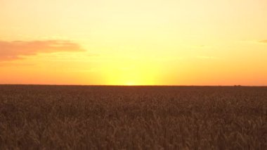 Akşam gün batımında olgunlaşmış buğday tarlası. Buğday dalları ve buğday tozu rüzgarı. Çevre dostu buğday. Mısır gevreği hasadı yazın olgunlaşır. Tarım sektörü konsepti. Şafak söktü
