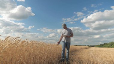 Tarlada tahıl hasadı ve buğday kulağını inceleyen tabletli bir tarım uzmanı. Çiftçi buğday tarlasında tablet bilgisayarla çalışıyor. Tarım işi. İş adamı tahıl hasadını analiz ediyor..