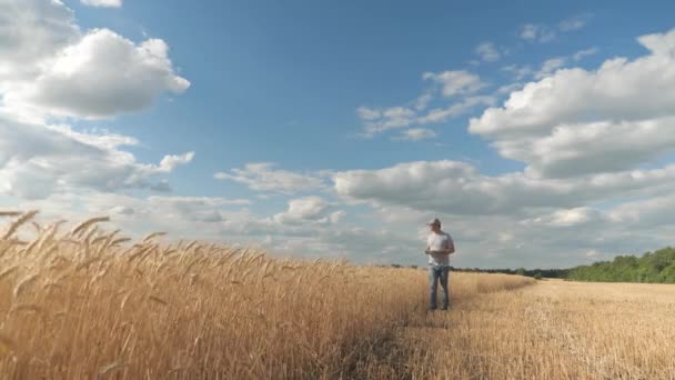 Agronomista z tabletką badającą ucho pszenicy, zbiór ziarna na polu. Farmer pracujący z tabletem na polu pszenicy. Rolnicze sprawy. Biznesmen analizujący zbiory zbóż. — Wideo stockowe