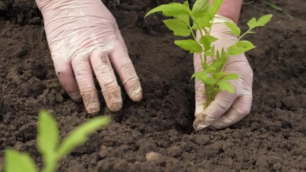 Kesztyűs kertész paradicsompalántákkal, a szabadban. Tavasszal palántákat ültetünk az ültetvényen. Egy farmer zöld palántákat ültet földbe a kezével. Környezetbarát mezőgazdasági koncepció. — Stock videók