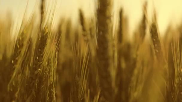 Espiguetas de trigo com o vento de tremores de grão. Close-up. A colheita de grãos amadurece no verão. Amadurecimento de um campo de trigo amarelo. Trigo amigo do ambiente. Conceito de empresa agrícola. — Vídeo de Stock