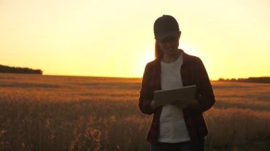 Tarlada buğday hasadını inceleyen tabletli bir tarımcı. İş kadını tahıl hasadını analiz ediyor. Buğday tarlasında tabletle çalışan çiftçi kadın. Tahıl hasadı. Tarım sektörü.