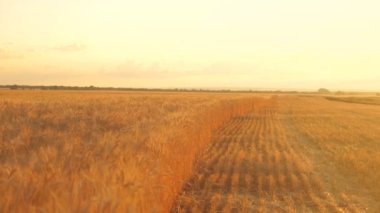 Gün batımında buğday tarlası. Sarı buğday tarlası, tarım. Buğday tarlalarının güzel yaz manzarası. Buğday tarlaları. Tahıl tarlası yazın çalacak. Buğday kulaklı, tahıllı, rüzgarlı