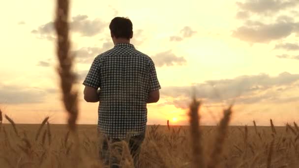 Egy farmer átsétál egy érett búzamezőn a naplemente sugaraiban. Mezőgazdasági ültetvény. Egy üzletember megvizsgálja a búzamezőt, elemzi a gabonatermést. Fül gabonával a mezőn a napon — Stock videók