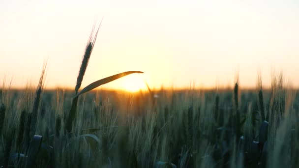 Um campo de trigo em amadurecimento de manhã ao nascer do sol. Espiguetas de trigo com o vento de tremores de grão. A colheita de grãos amadurece no verão ao amanhecer do sol. Conceito de negócio agrícola. Trigo amigo do ambiente — Vídeo de Stock