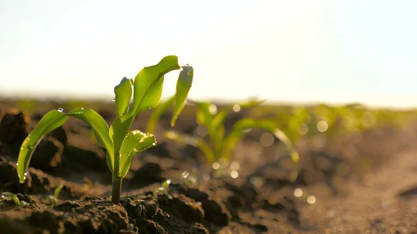 Sabahın köründe fidanlıkta, çiy tanelerinin üzerinde küçük mısır filizleri. Baharda bir tarlada topraktan bir mısır rossada yetişir. Mısır yetiştiriyorum. Tarım sektörü