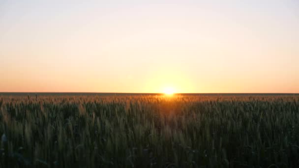 Een veld van rijpende tarwe in de ochtend bij zonsopgang. Spikeletten van tarwe met graan schudt wind. Graanoogst rijpt in de zomer bij zonsopgang. Landbouwbedrijfsconcept. Milieuvriendelijke tarwe — Stockvideo